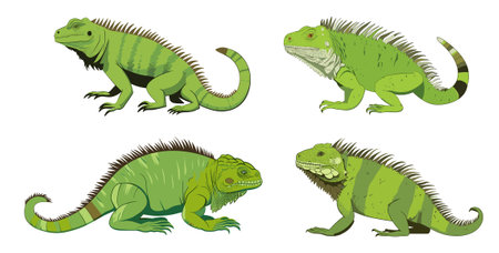 Set of green iguana on a white background. Vector illustration.のイラスト素材