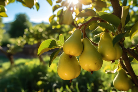 Pears ripening on a pear tree in the orchard.の素材