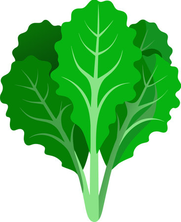 Illustration of a lettuce leaf isolated on a white backgrounのイラスト素材