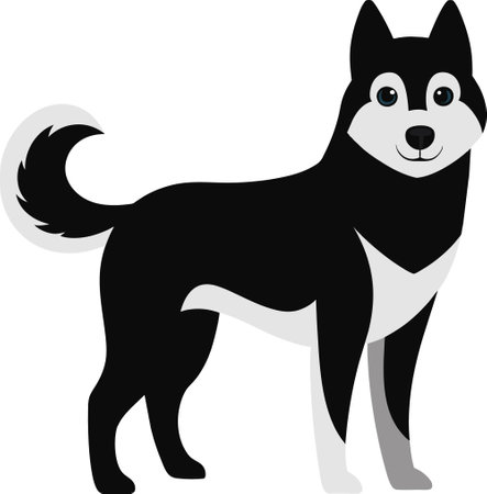 Illustration of a black and white siberian husky on a white backgroundのイラスト素材