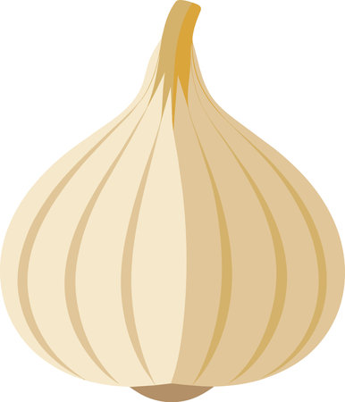 Illustration of a garlic isolated on a white background, vector illustrationのイラスト素材