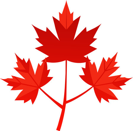 Illustration of a red maple leaf isolated on a white background.のイラスト素材