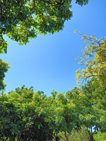 Green trees and blue sky in the park with copy space for textの写真素材