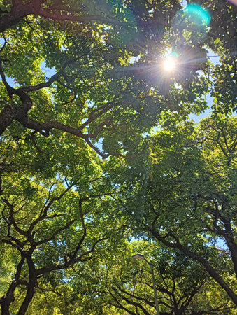 Sun shining through the branches of a tree in the forest on a sunny dayの写真素材
