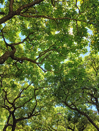 green leaves background with sunbeams through the branches of a treeの写真素材
