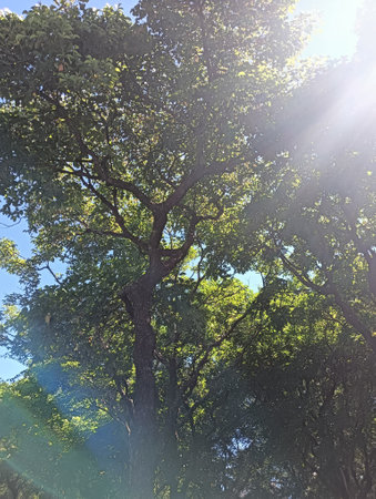 Sunlight through the branches of a tree in the forest. Sunlight through the branches of trees.の写真素材