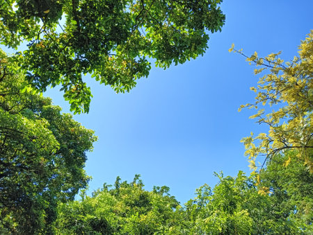 Green leaves and blue sky in the park with copy space for textの写真素材