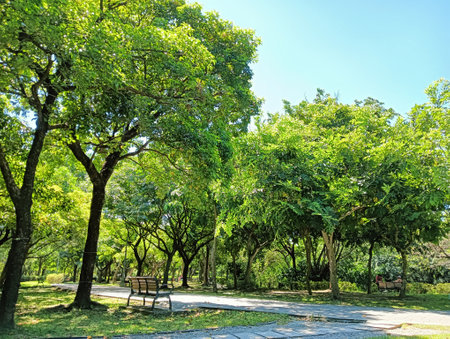 Trees in the public park, Chiang Mai, Thailand.の写真素材