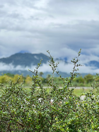 Lush green bushes in the meadow on a cloudy day.の写真素材