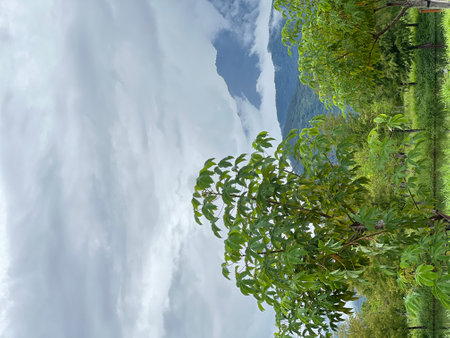 Beautiful nature background with green trees and blue sky with white cloudsの写真素材