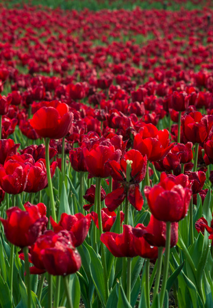 Red tulip fieldの写真素材