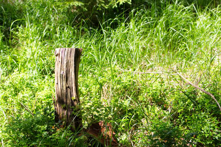 Photography of calm place in the forest with old stump. Image of nice, calm place.の写真素材