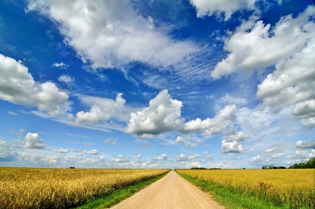 Rural landscape with road in wheat fieldの写真素材