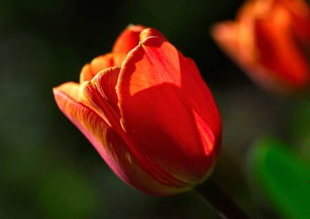 Tulips on a dark green background. の写真素材