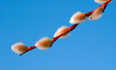 Willow catkinの写真素材