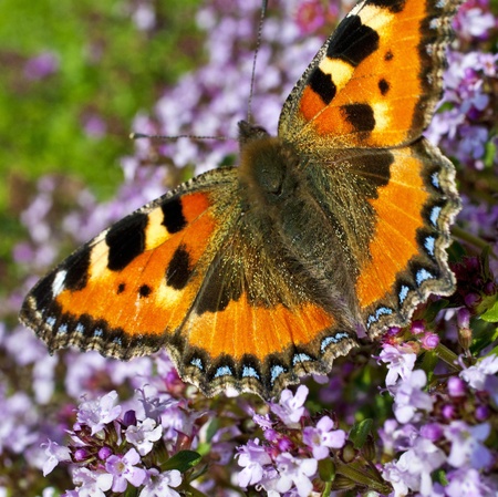 Small Tortoiseshell Butterfly (Aglais urticae)の写真素材
