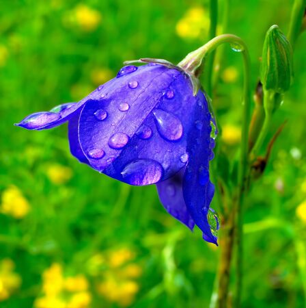 Blue bells covered with drops of morning dewの写真素材