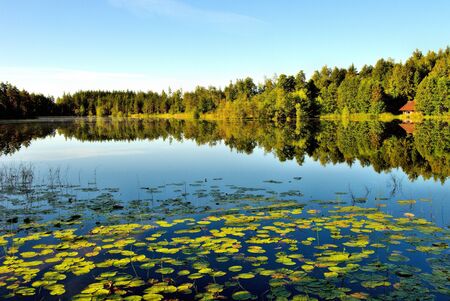 Lake view with water liliesの写真素材
