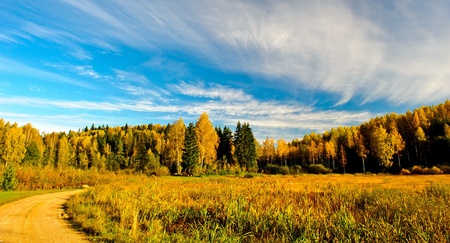 Birches and evergreensの写真素材