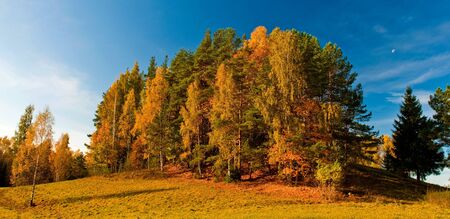 Autumn landscape in the forest with blue sky の写真素材