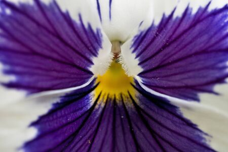 Purple and white Pansy flowersの写真素材