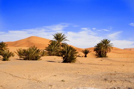 oasis and palm treesの写真素材