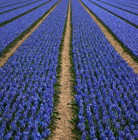 heather gardenの写真素材