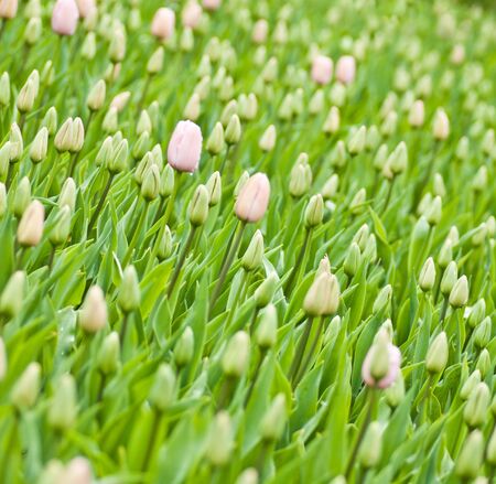 spring flowersの写真素材