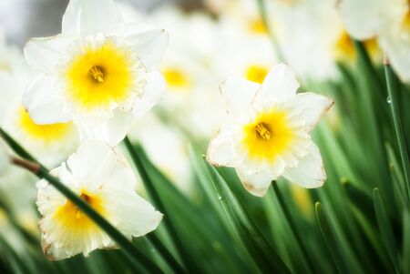 spring flowersの写真素材