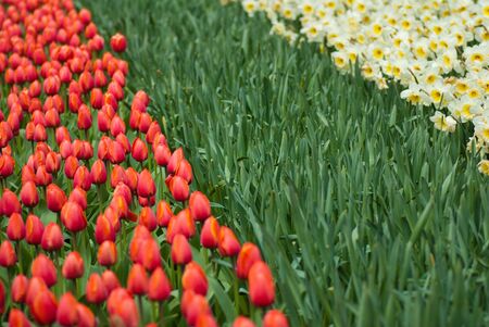 garden bedの写真素材