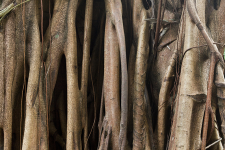 Closeup of banyan tree trunk roots with carvings の写真素材