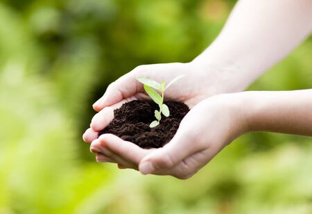 plant in hands - grass backgroundの写真素材