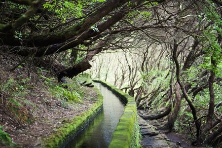 hiking in Madira levada walksの写真素材