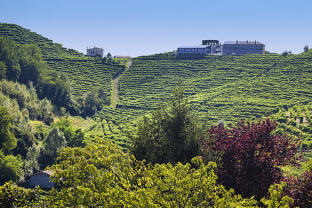 Vineyard with green and yellow leaves in sunny Valdobiaddene, Italy. Agricultural nature for Prosecco winerysの写真素材