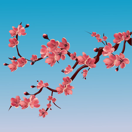 Branch of rose blossoming sakura . Japanese cherry tree. Vector Isolated Illustrationのイラスト素材