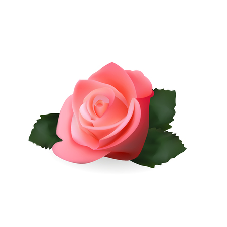 Pink Rose Realistic Icon. Vector Illustration. Isolated On White Background,のイラスト素材