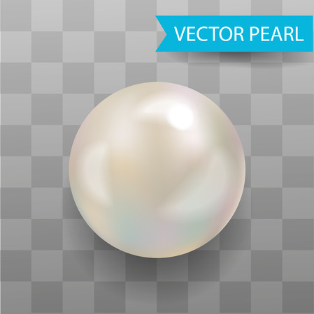 Realistic Vector Pearl . Transparent Background.のイラスト素材