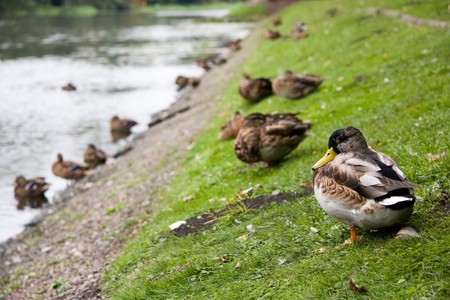 Lots of ducks on a pond shore.の写真素材