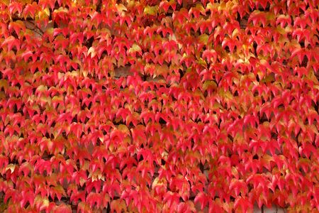 Creeper red leaves - natural texture backgroundの写真素材