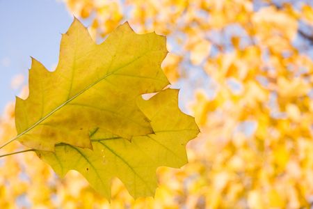 Two yellow oak leaves in autumn timeの写真素材