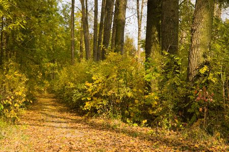 Lots of yellow leaves on a path in a park の写真素材