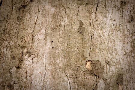 Bark of old grunge tree. Natural background.の写真素材