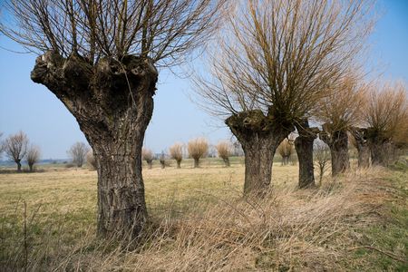 Willow trees growing in a rowの写真素材