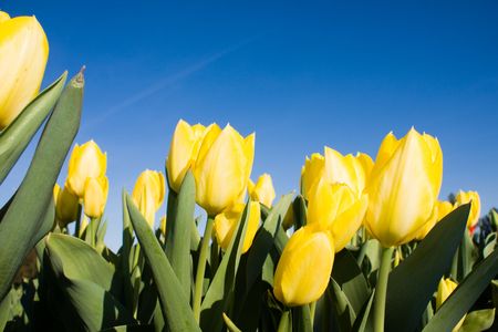 Beautiful yellow tulips over blue sky.の写真素材