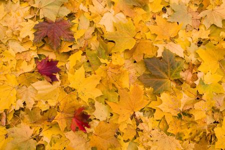 Yellow and red leaves on a ground. Natural background.の写真素材