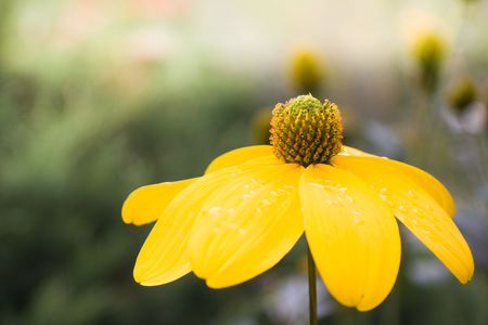 Wild yellow flower with water drops after rainの写真素材