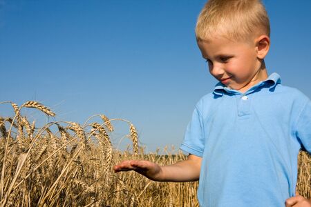 Boy pointing wheat ear in summer day on farmの写真素材