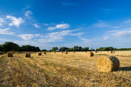 Golden hay bales on a field in a sunny day