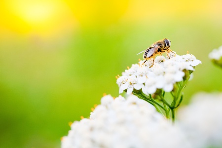 Bee collecting nectar from a flower in sunny spring day