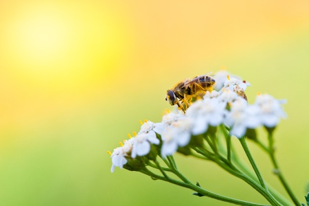 Bee collecting nectar from a flower in sunny spring day